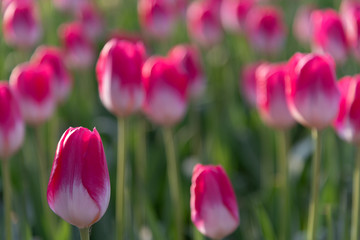 Momotaro Darwin Hybrids Pink Tulipa. Colorful Tulip flower fields.