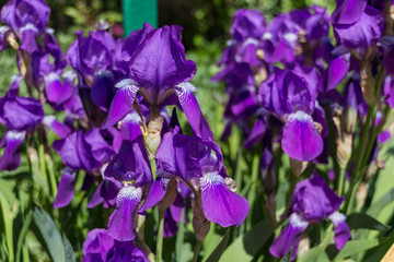 Summer Iris flowers