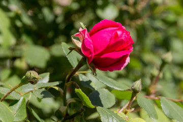 Rose flower in the park