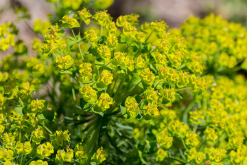 Cypress spurge - Euphorbia cyparissias spring flowering herb.