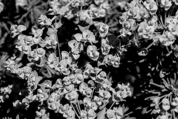 Black and white cypress spurge - Euphorbia cyparissias spring flowering herb.