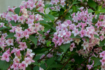 Summer blooming pink Melastomataceae flowers
