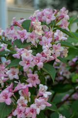 Summer blooming pink Melastomataceae flowers