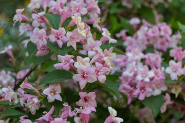 Summer blooming pink Melastomataceae flowers