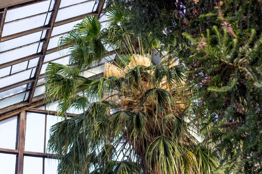 24.01.2019 Kyiv, Ukraine. A.V. Fomin Botanical Garden. Blooming of the oldest palm tree in the collection - Livistona. Palm trees for over 200 years.