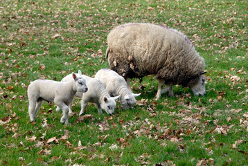 Obraz na płótnie Canvas Mother sheep witj her 3 little lambs