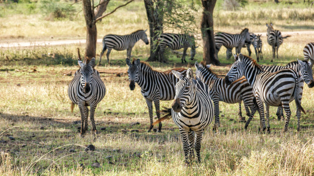 Zebraherde in der Serengeti