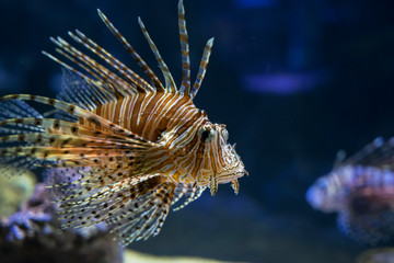 Naklejka na ściany i meble Exotic Lionfish swimming in the aquarium