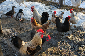 Laying hens on a farm