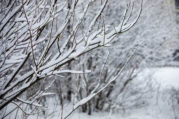 Snow on the branches