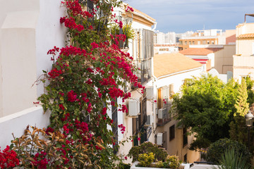 Design, architecture and exterior concept -Spain architecture. Blooming ivy with red flowers on a house wall.