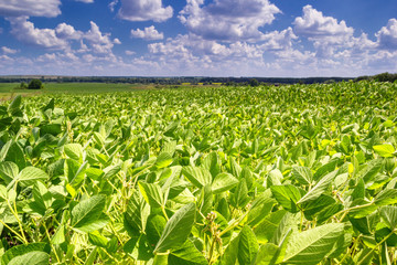Rural landscape - field the soybean (Glycine max) in the rays summer sun under sky with clouds