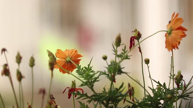 Flowers blowing in the wind