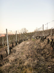 Fototapeta na wymiar Vineyard in the Langhe, La Morra, Piedmont - Italy