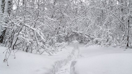 Winter fairy landscape - snow-covered road through the deciduous forest, ski track
