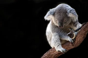 Zelfklevend Fotobehang Koala haning on branch  © LisaB