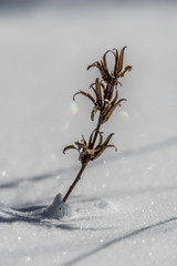 close up flowers and snow