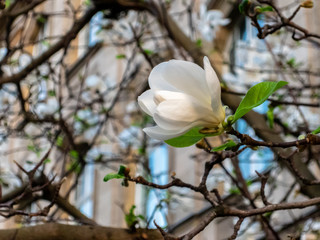 Blooming magnolia in winter