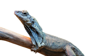 Frill Necked lizard resting on the tree branch