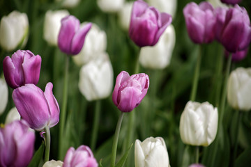 tulips 