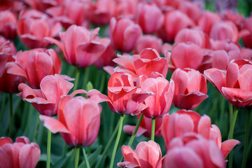 Obraz premium pink tulips in the garden