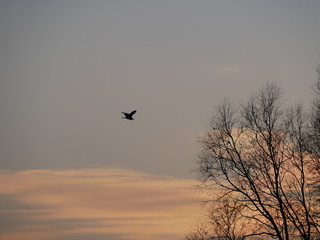 Héron au crépuscule