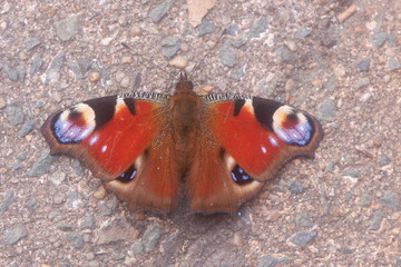 papillon posé