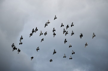 A flock of doves flying in group in a dark cloudy sky
