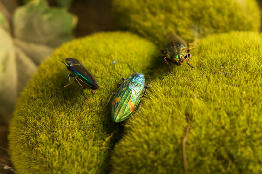 Samber Lilin as known as Jewel beetle