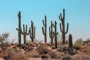 Crowd of Saguaros in North Scottsdale Preserve