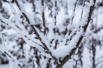 Close up snowy tree in winter. Beautiful winter background.