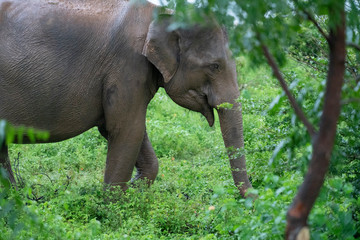 elephant in the bush