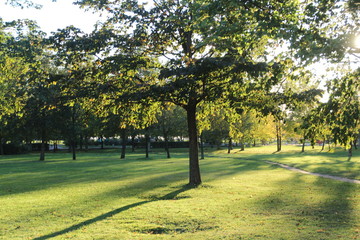 trees in the park