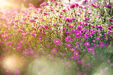 flower in spring background with sunlight