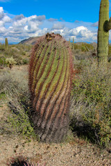 Barrel Cactus in the McDowell Sonoran Preserve in Scottsdale Arizona