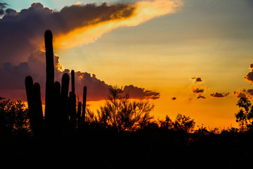 Saguaro silhouette in a orange sunset in North Scottsdale