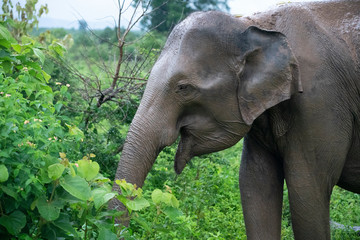 Fototapeta premium elephant in the bush