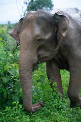 Fototapeta na wymiar elephant in the bush