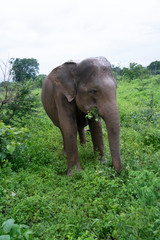 Fototapeta na wymiar elephant in the bush