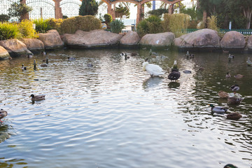 Ducks swim in a pond background. Domestic village ducks