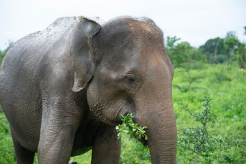 Fototapeta premium elephant in the bush