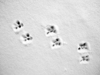 traces of a cat in the snow, winter background
