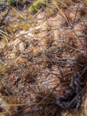 Close up of Dead Prickly Pear Cactus in North Scottsdale