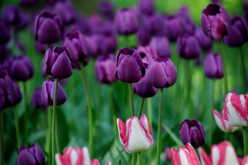 tulips in the garden