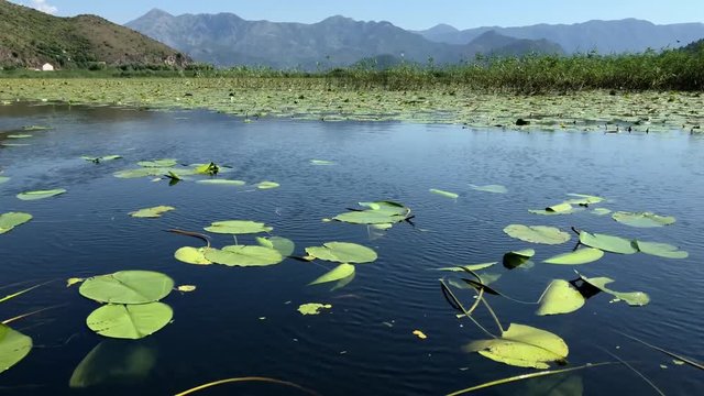 Beautiful Landscape of Lake Skadar in the Mountain on a Sunny Day. The View From the Boat On the Lake