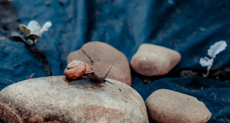 Garden snail sits on a large round stone on a cloudy day