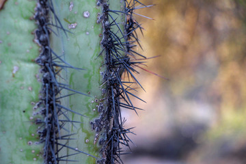 Close up of older Saguaro cactus in Scottsdale Arizona
