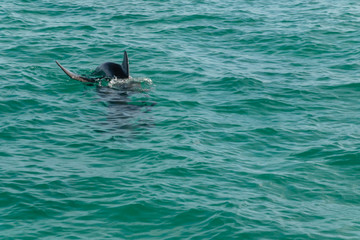 Obraz premium Single Dolphin in Ocean