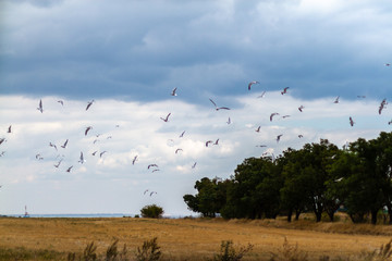 summer cloudy sky over the sea and seagulls