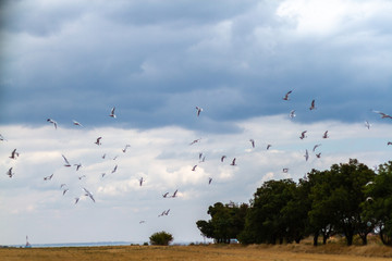 summer cloudy sky over the sea and seagulls